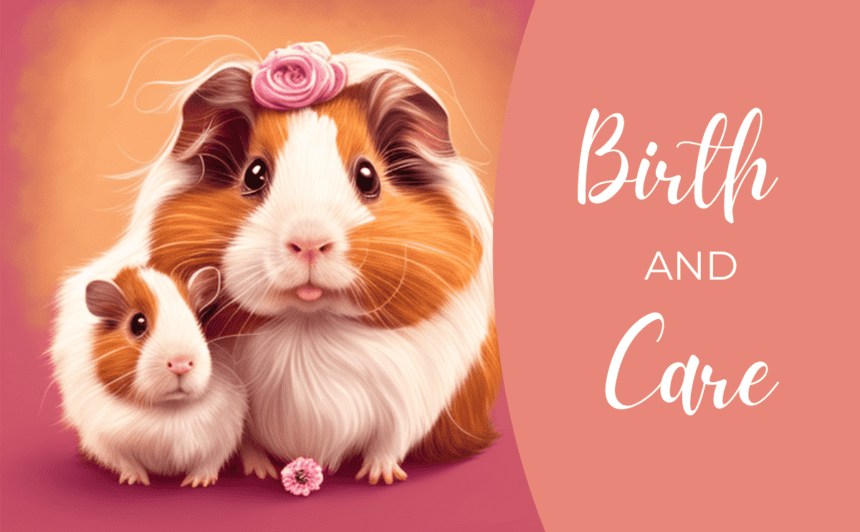 Image showcasing From Pregnant To Pigtastic: Guinea Pig Birth And Care